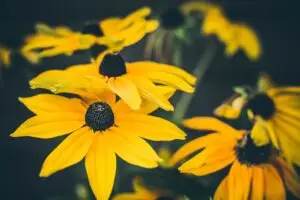 bloom this spring for personal growth and holistic fitness