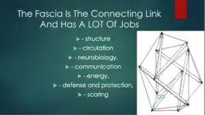 Fascia training concept for fascia training