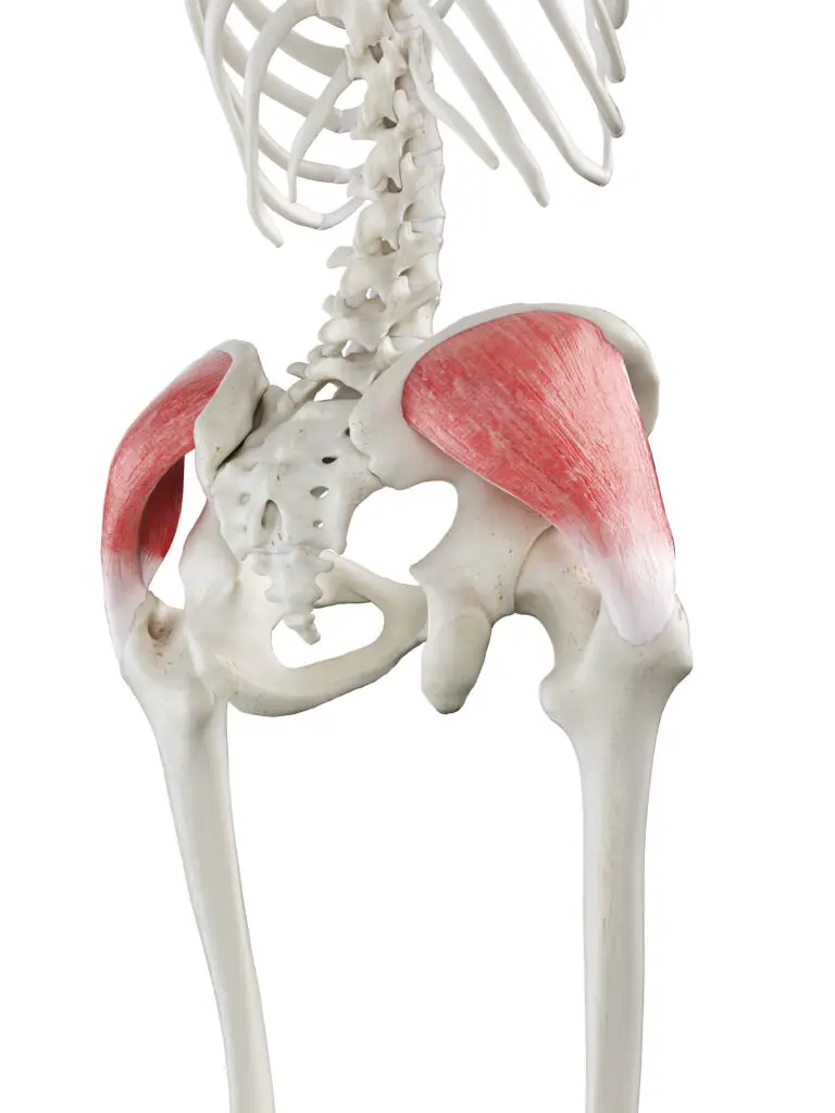 Glute Medius showing the 3 fiber directions.