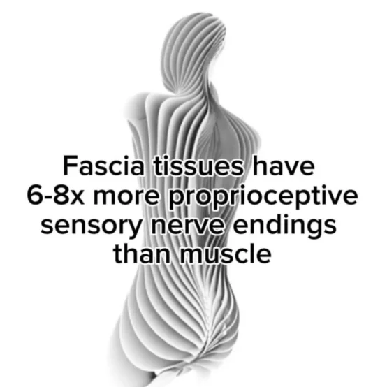 Stylized fascia-inspired human figure with overlaid text explaining fascia has 6–8x more proprioceptive nerve endings than muscle — reinforcing the connection between strength and proprioception