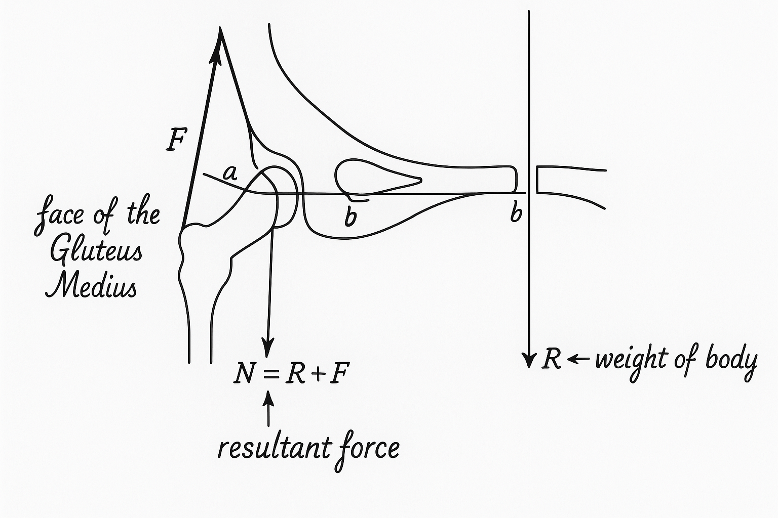 Hip biomechanics, Pauwels Balance, daily posture 