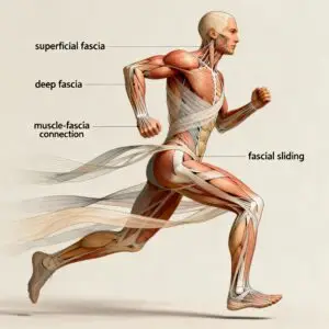 fascia training